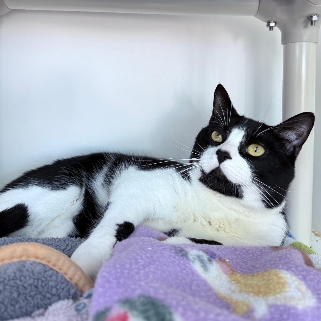 Enlarge Zuki, a Adoptable Domestic Short Hair in Warwick, RI image 3/4