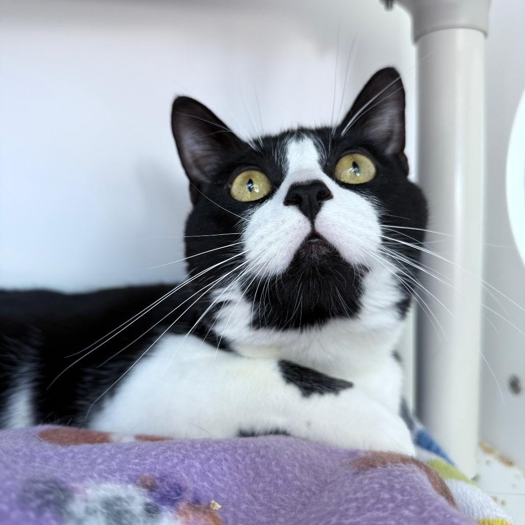 Enlarge Zuki, a Adoptable Domestic Short Hair in Warwick, RI image 4/4