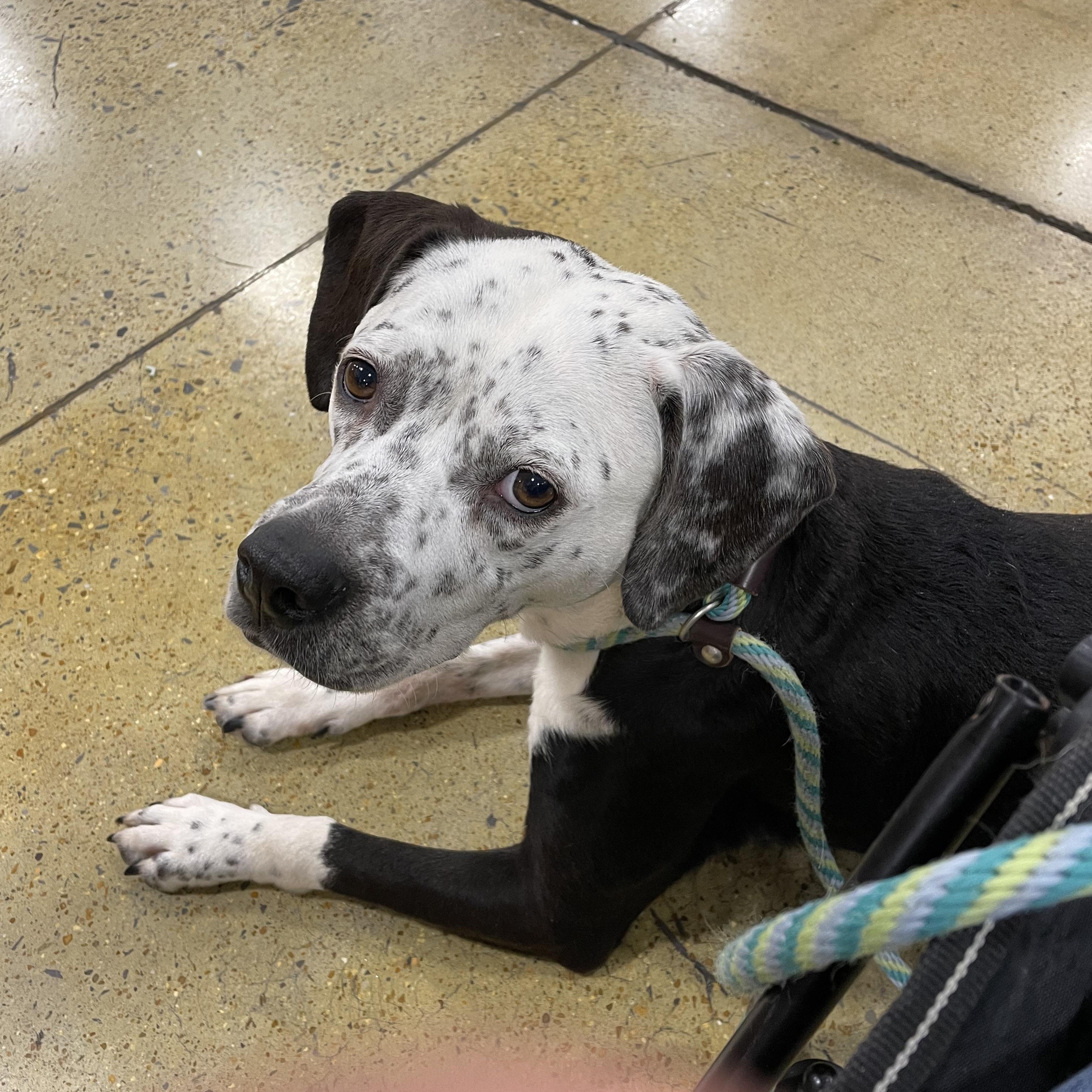Iris, Adopted, Adult Female Dalmatian.