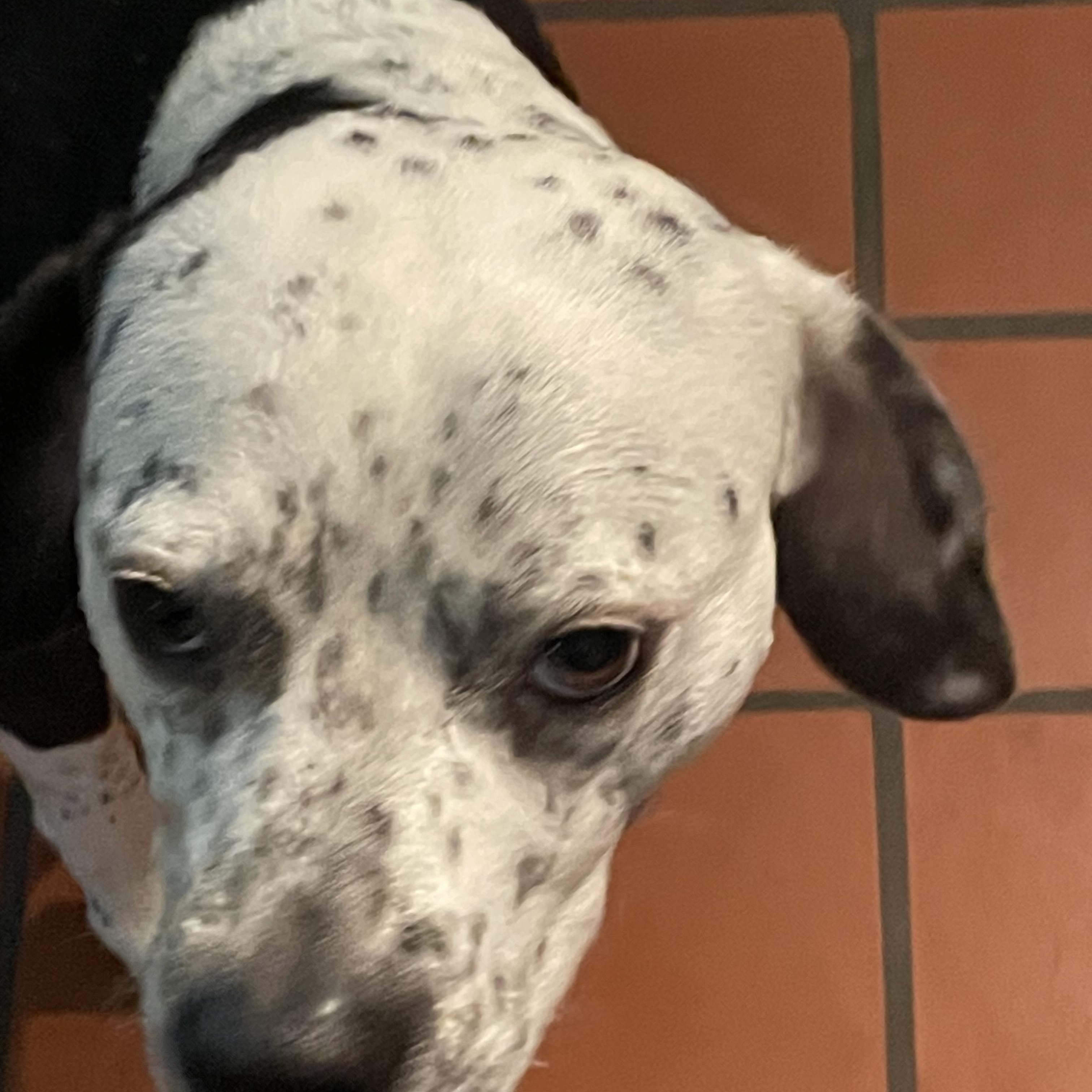 Iris, a Adopted mixed breed in South Pittsburg, TN image 2/5