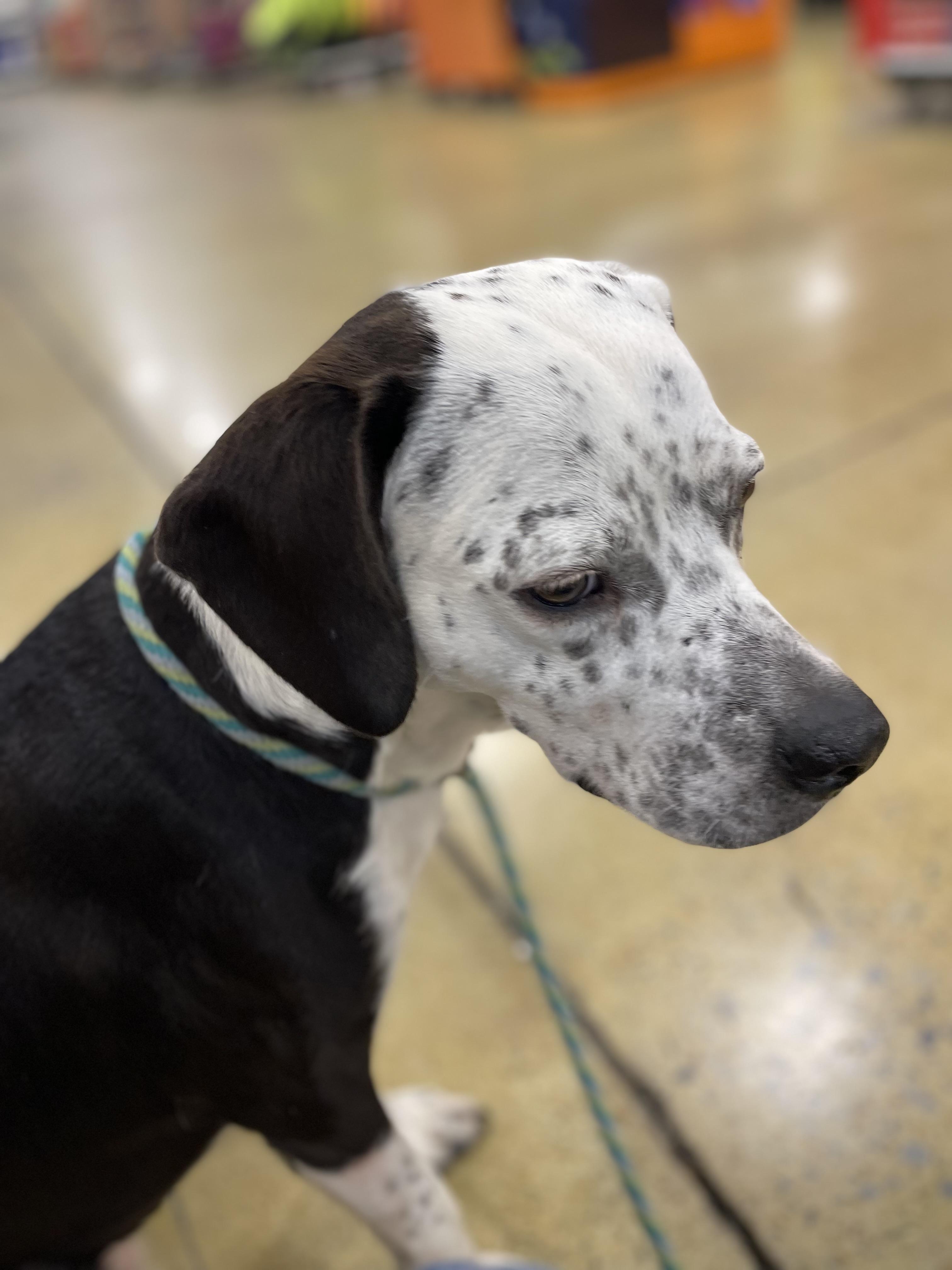 Iris, Adopted, Adult Female Dalmatian.