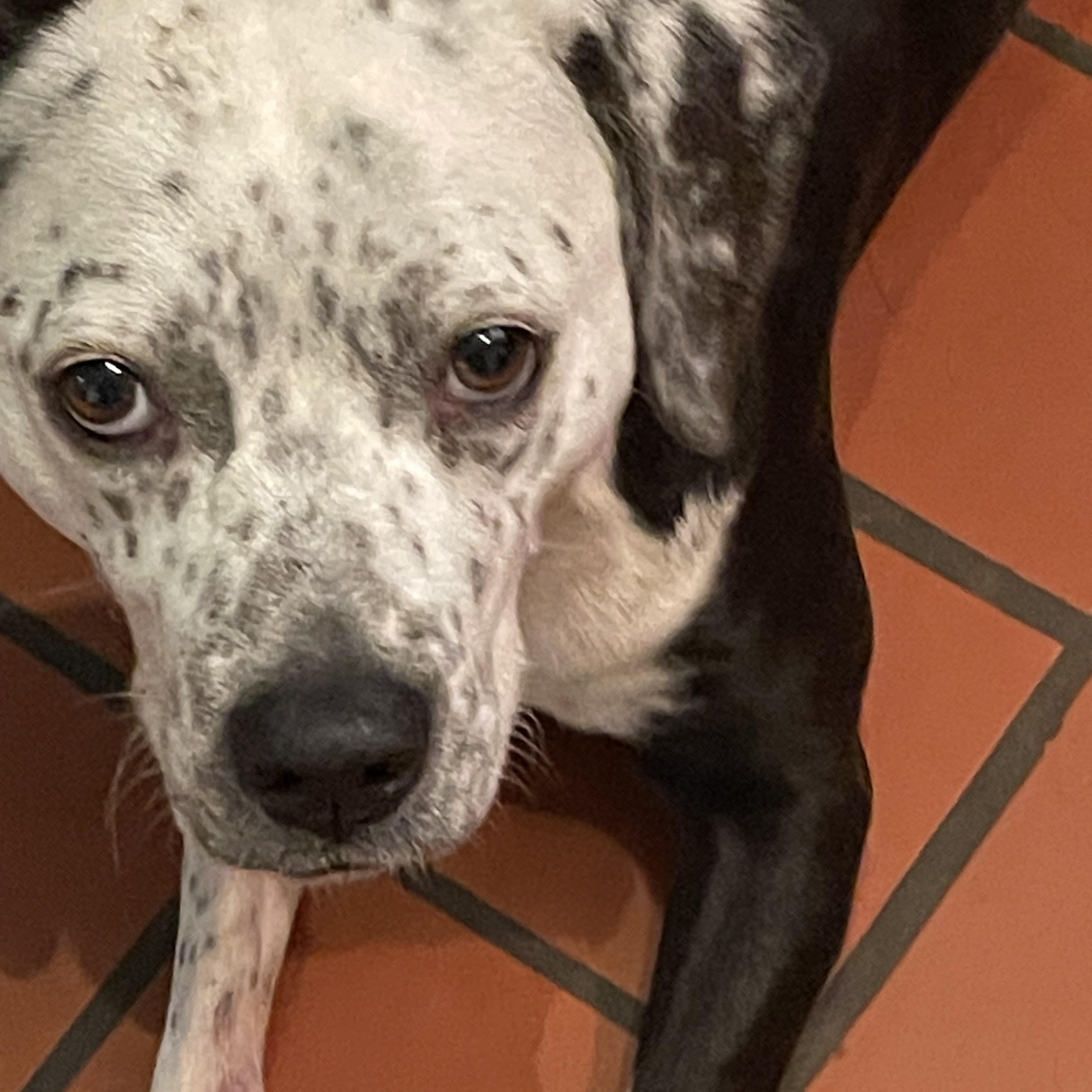 Iris, a Adopted mixed breed in South Pittsburg, TN image 4/5