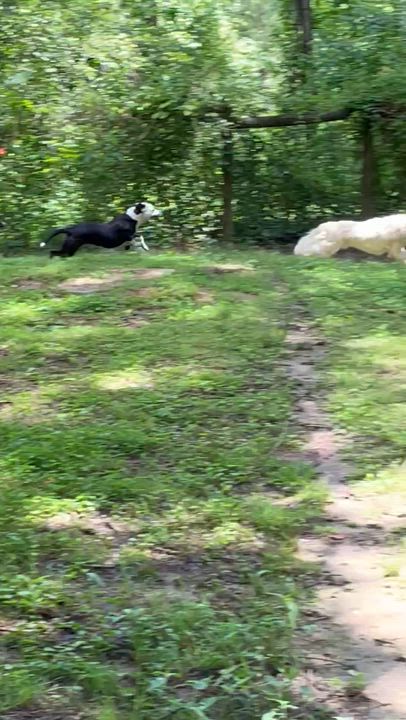 Enlarge Iris, a Adopted mixed breed in South Pittsburg, TN video 5/5