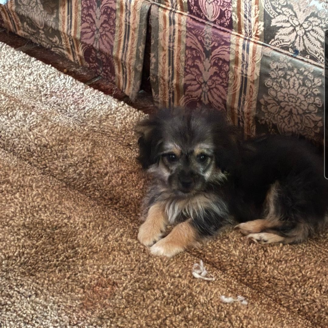 Lady , adopted, Puppy Female Chihuahua & Pomeranian.