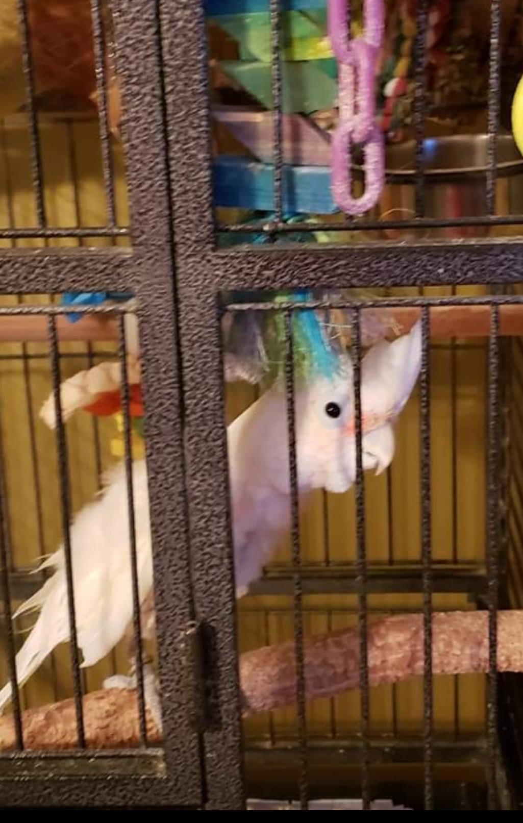 Honey, Adult Female Cockatoo