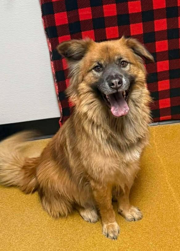 Enlarge Petunia, an adoptable mixed breed in Maryville, MO image 1/6