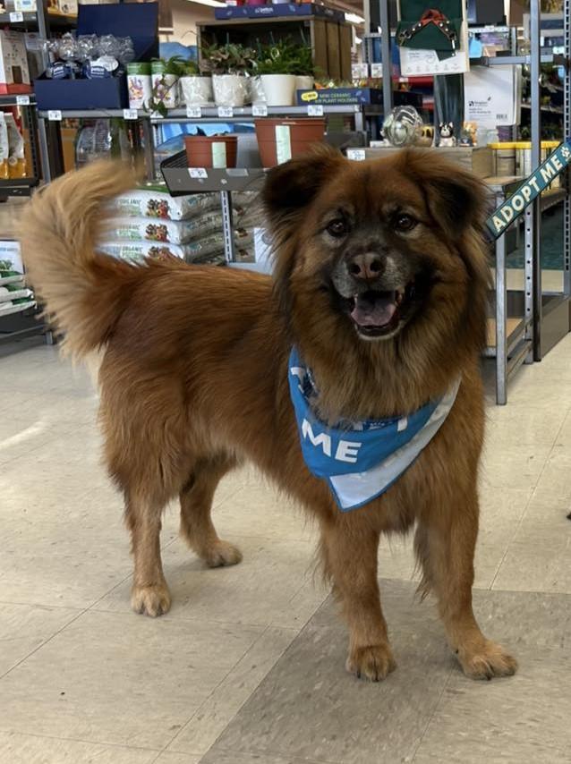 Enlarge Petunia, an adoptable mixed breed in Maryville, MO image 2/5