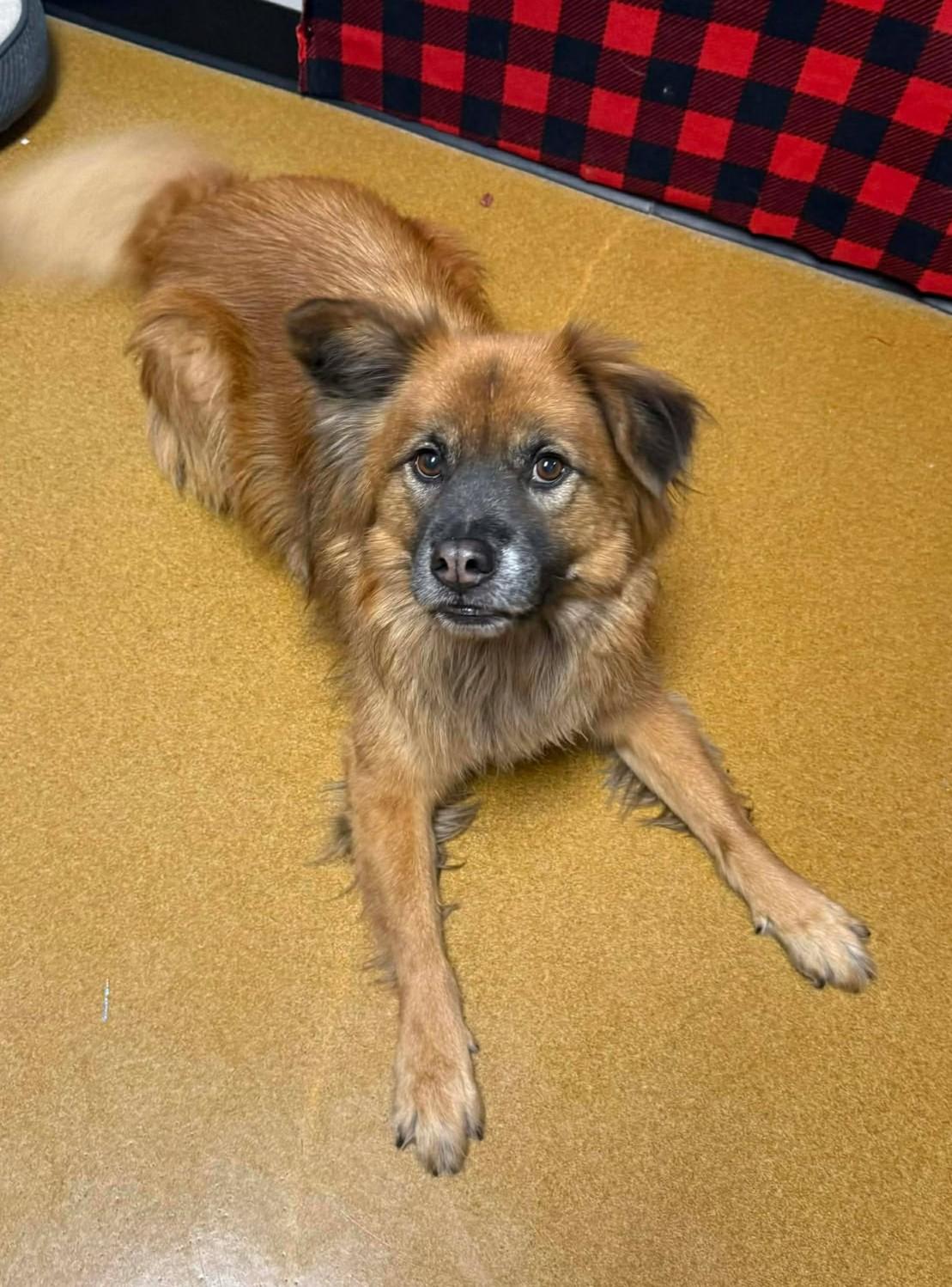 Enlarge Petunia, an adoptable mixed breed in Maryville, MO image 2/6