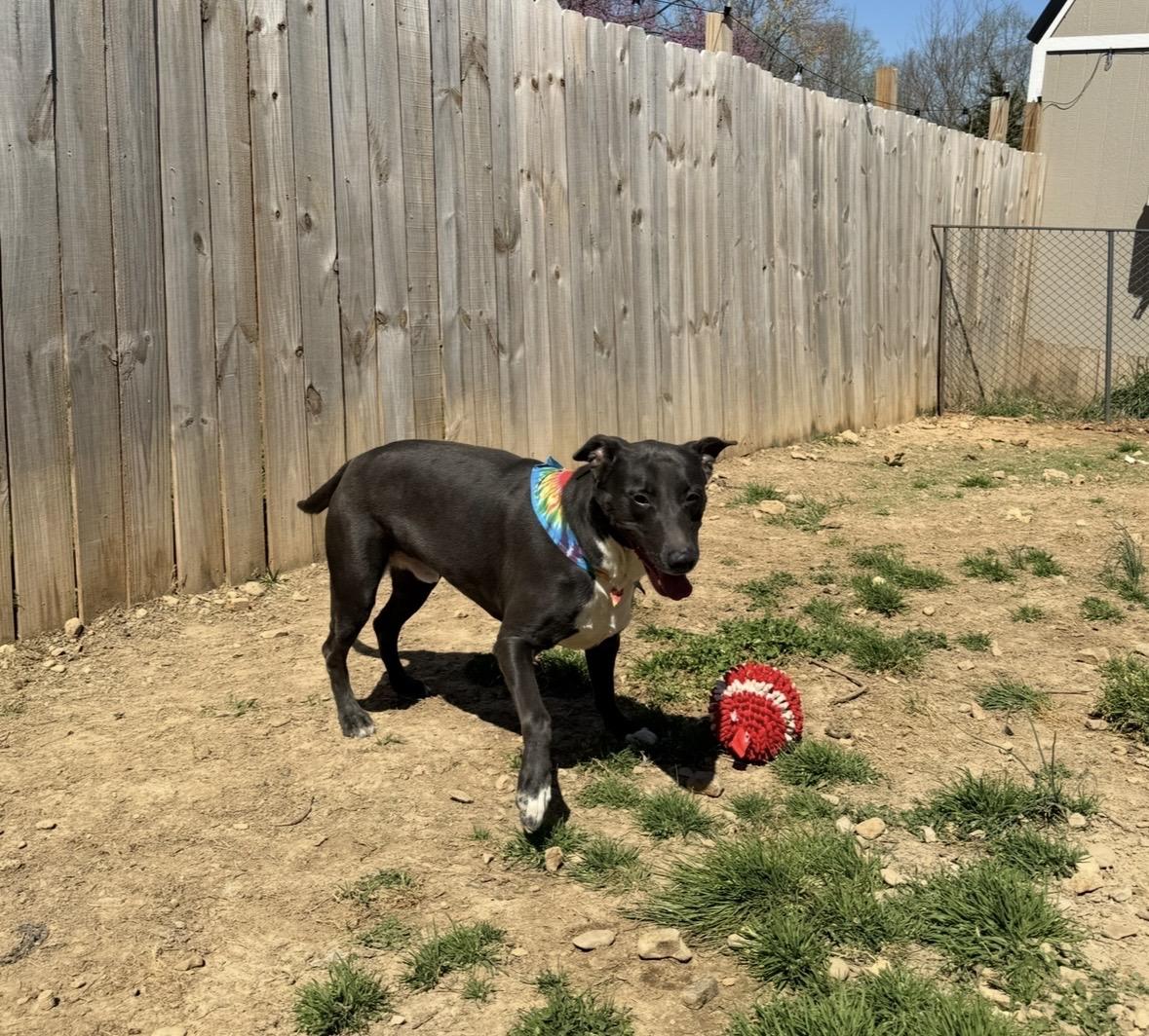 Enlarge Jedd, a Adoptable mixed breed in fountain, CO image 3/5