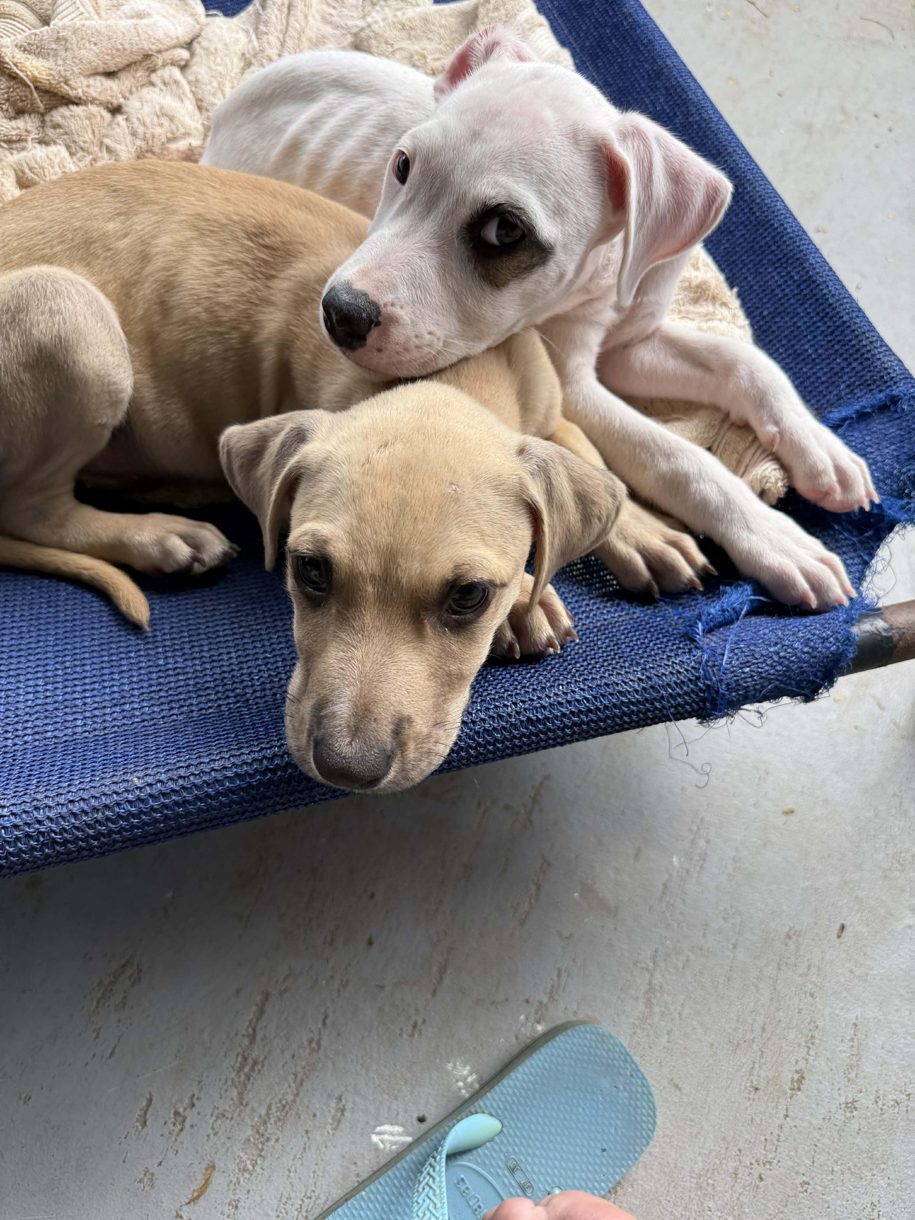 Enlarge Rip Curl, a ADOPTABLE mixed breed in ISABELA, PR image 2/5