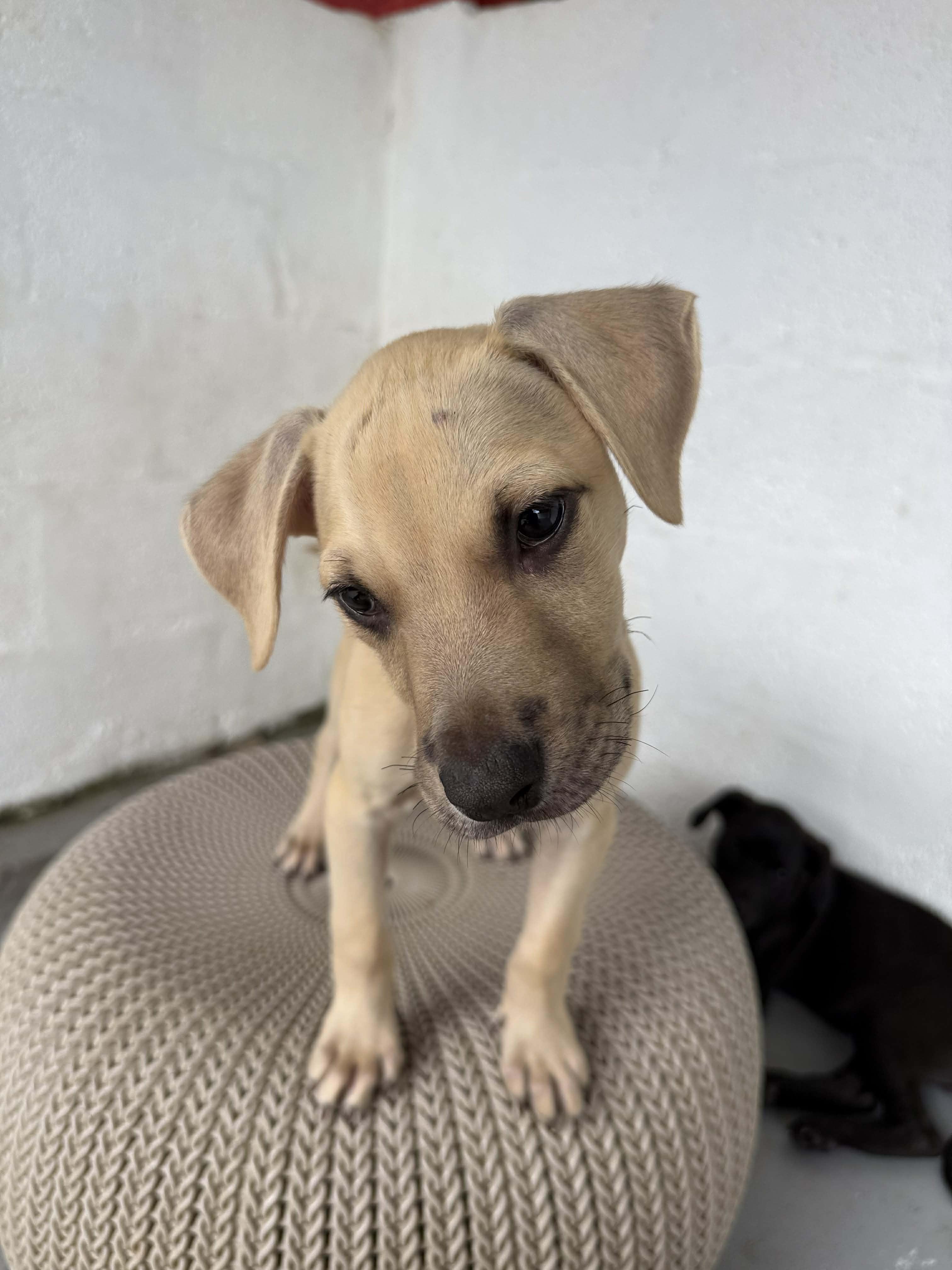 Enlarge Rip Curl, a ADOPTABLE mixed breed in ISABELA, PR image 3/5