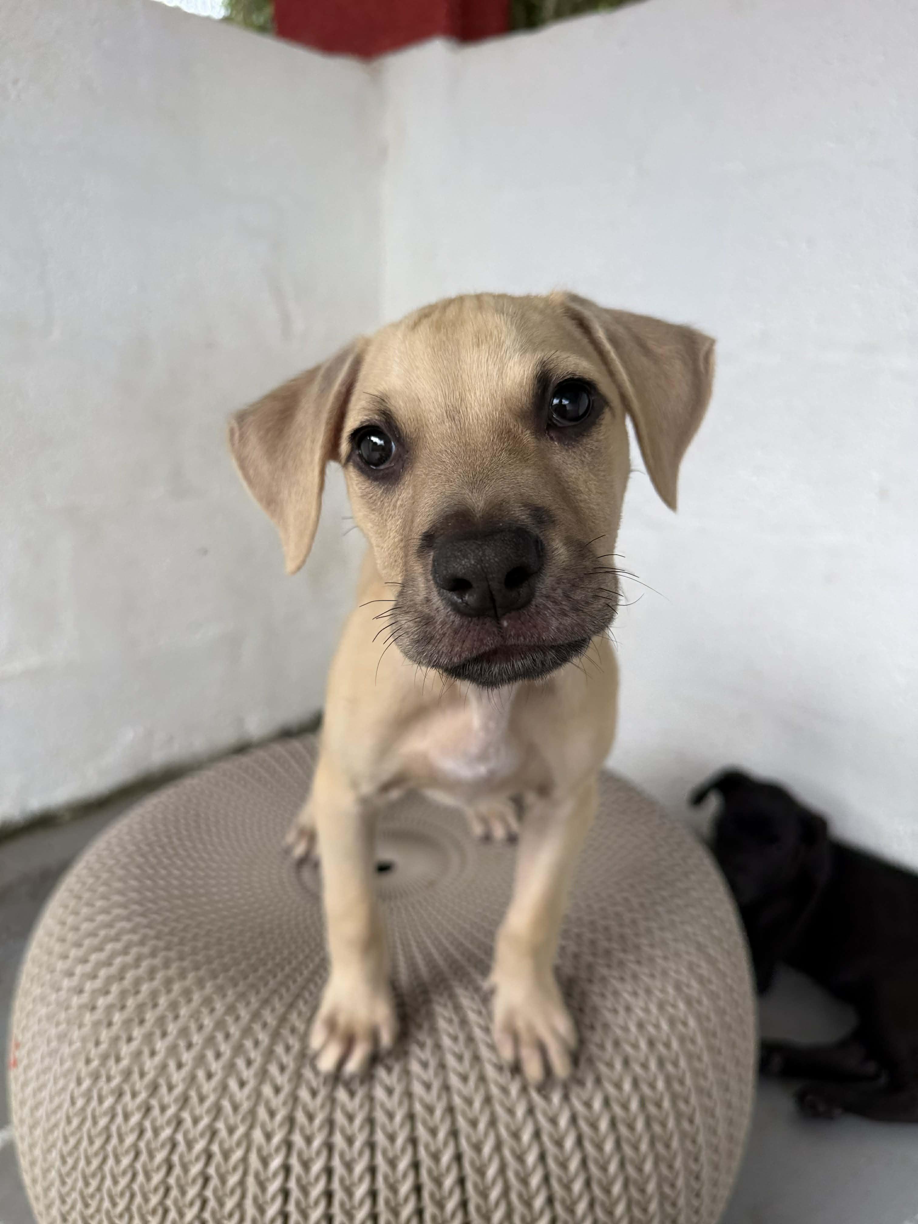 Enlarge Rip Curl, a ADOPTABLE mixed breed in ISABELA, PR image 4/5