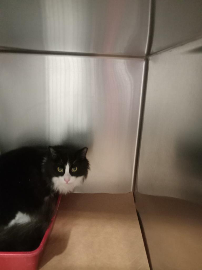 Rhett, Adoptable, Young Male Domestic Short Hair.