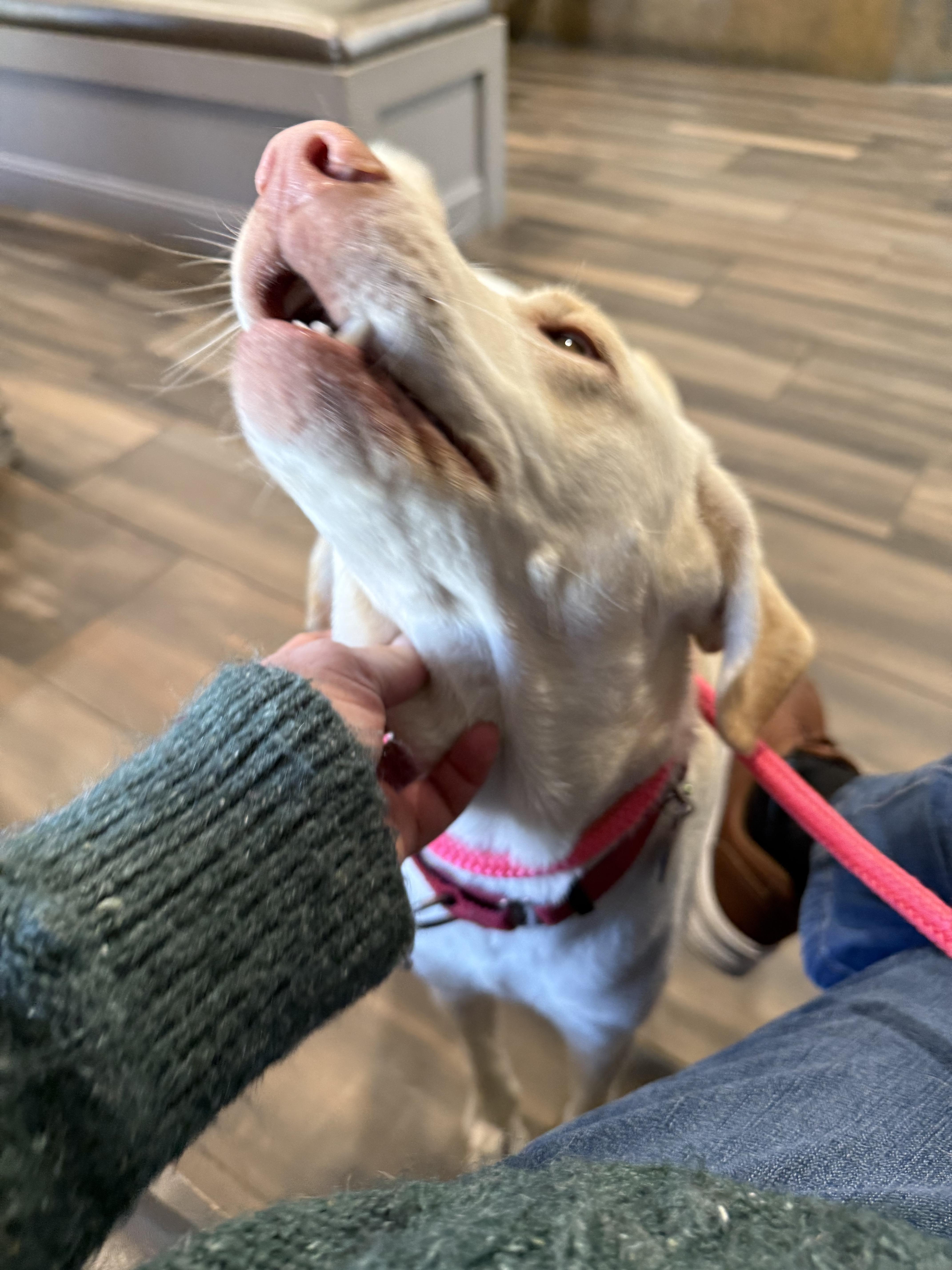 Priscilla, a ADOPTABLE mixed breed in Albany, NY image 4/5