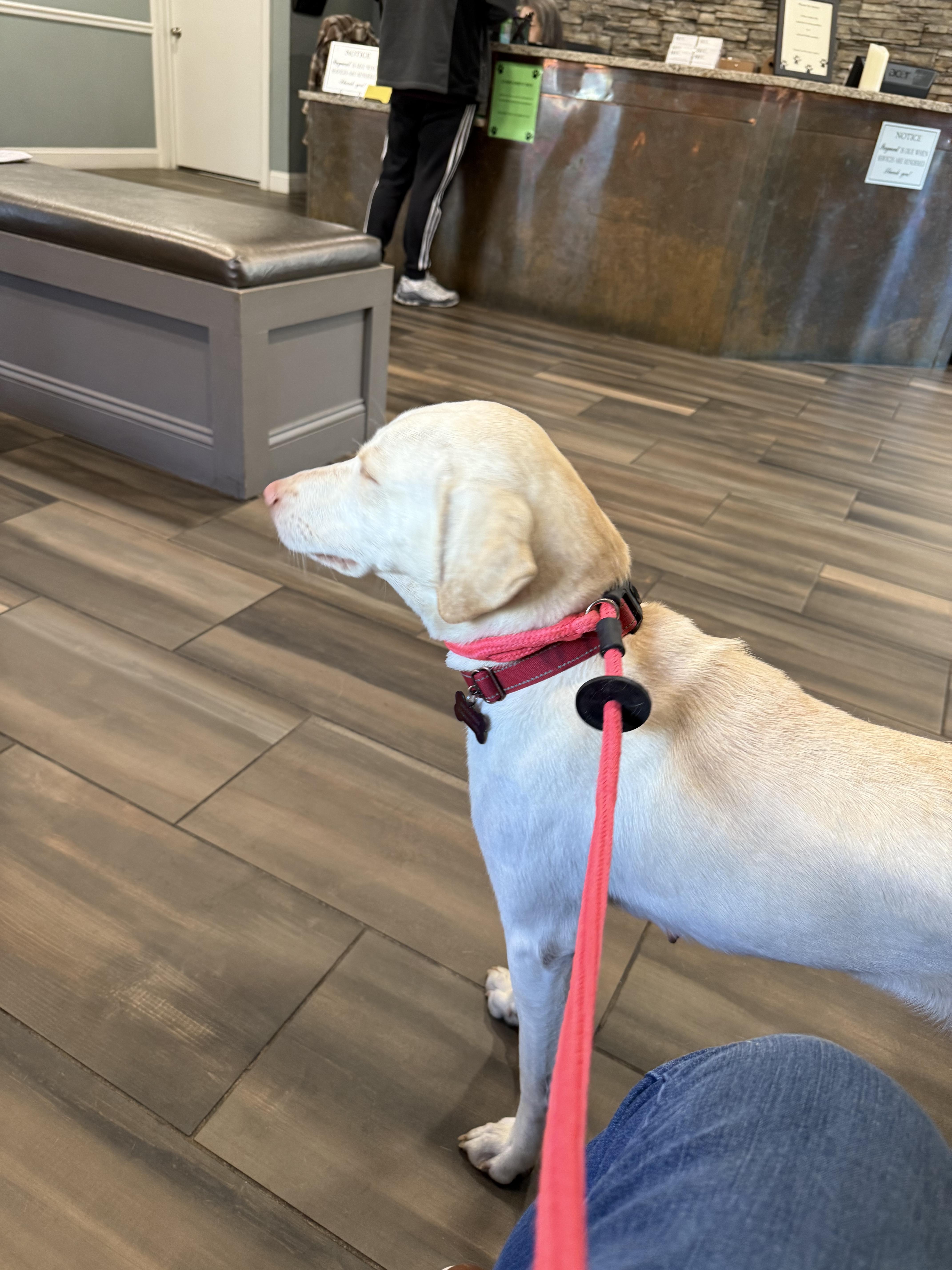 Priscilla, ADOPTABLE, Adult Female Yellow Labrador Retriever.