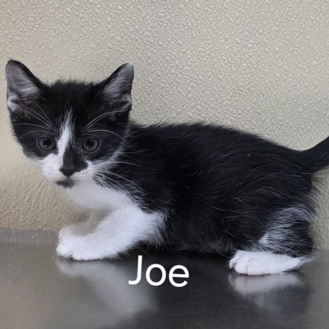 Joe, Adopted, Kitten Male Domestic Short Hair.
