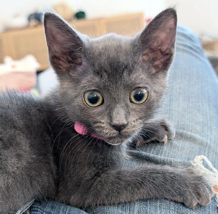 Minnie, a Adoptable mixed breed in Lake Monroe, FL image 1/6