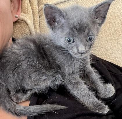 Minnie, a Adoptable mixed breed in Lake Monroe, FL image 2/6