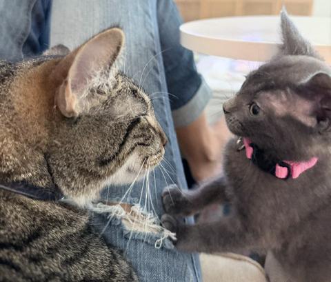 Minnie, a Adoptable mixed breed in Lake Monroe, FL image 3/6