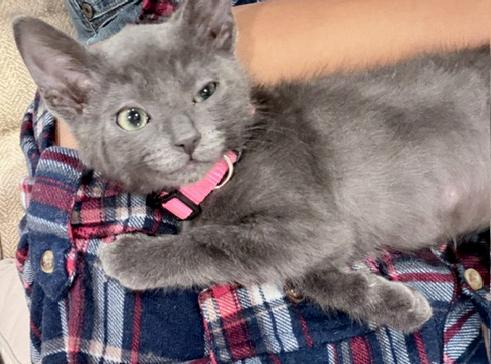 Minnie, a Adoptable mixed breed in Lake Monroe, FL image 4/6