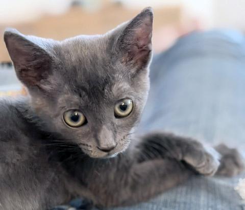 Minnie, a Adoptable mixed breed in Lake Monroe, FL image 5/6