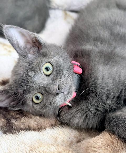 Minnie, a Adoptable mixed breed in Lake Monroe, FL image 6/6