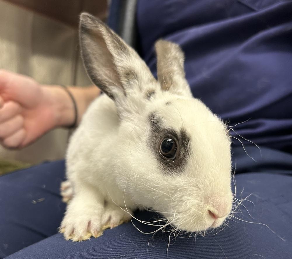 Gourd, Adoptable, Young Male Mini Rex.