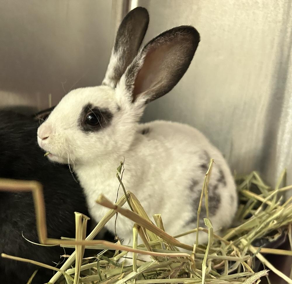 Enlarge Gourd, a Adoptable mixed breed in Westford, MA image 2/6