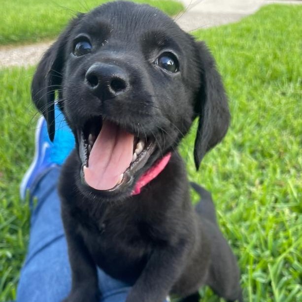 Harper, adopted, Puppy Female Labradoodle & Catahoula Leopard Dog.