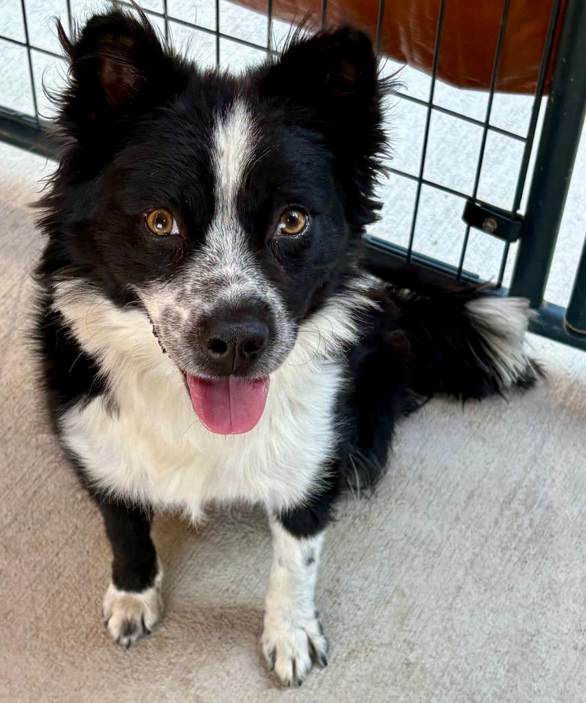 Desh, Adoptable, Adult Male Border Collie & Terrier.