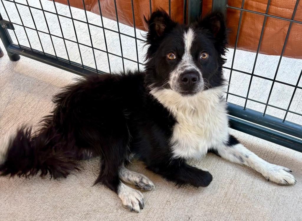 Enlarge Desh, a Adoptable mixed breed in Fort Lupton, CO image 2/3