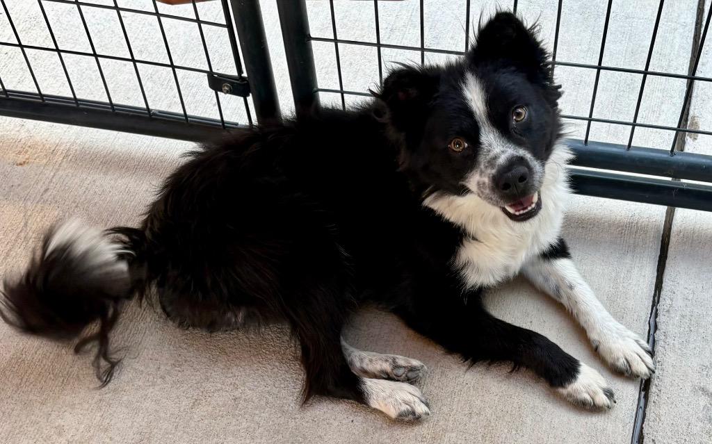 Enlarge Desh, a Adoptable mixed breed in Fort Lupton, CO image 3/3