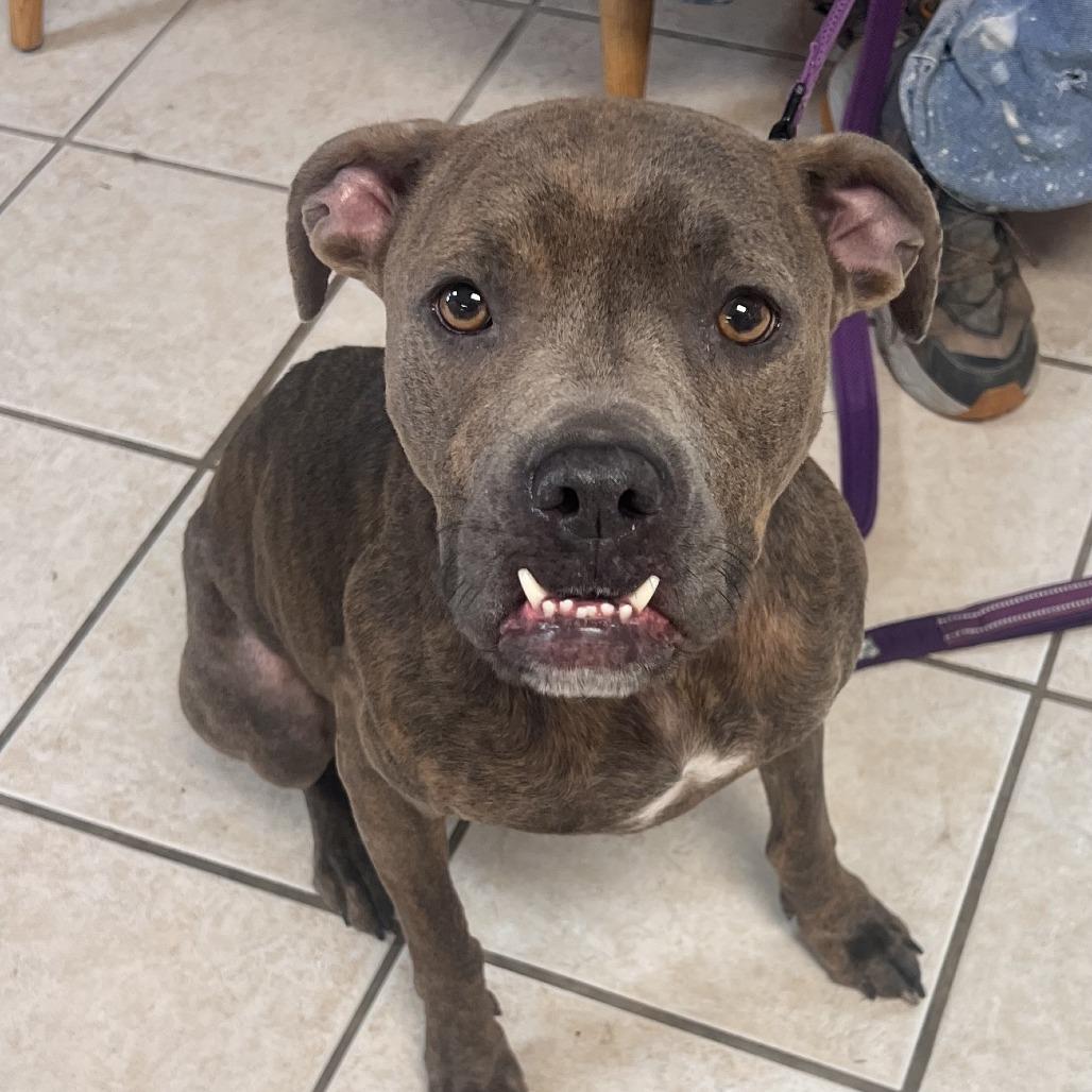 Rama FKA Graceland, Adoptable, Adult Female Mixed Breed.