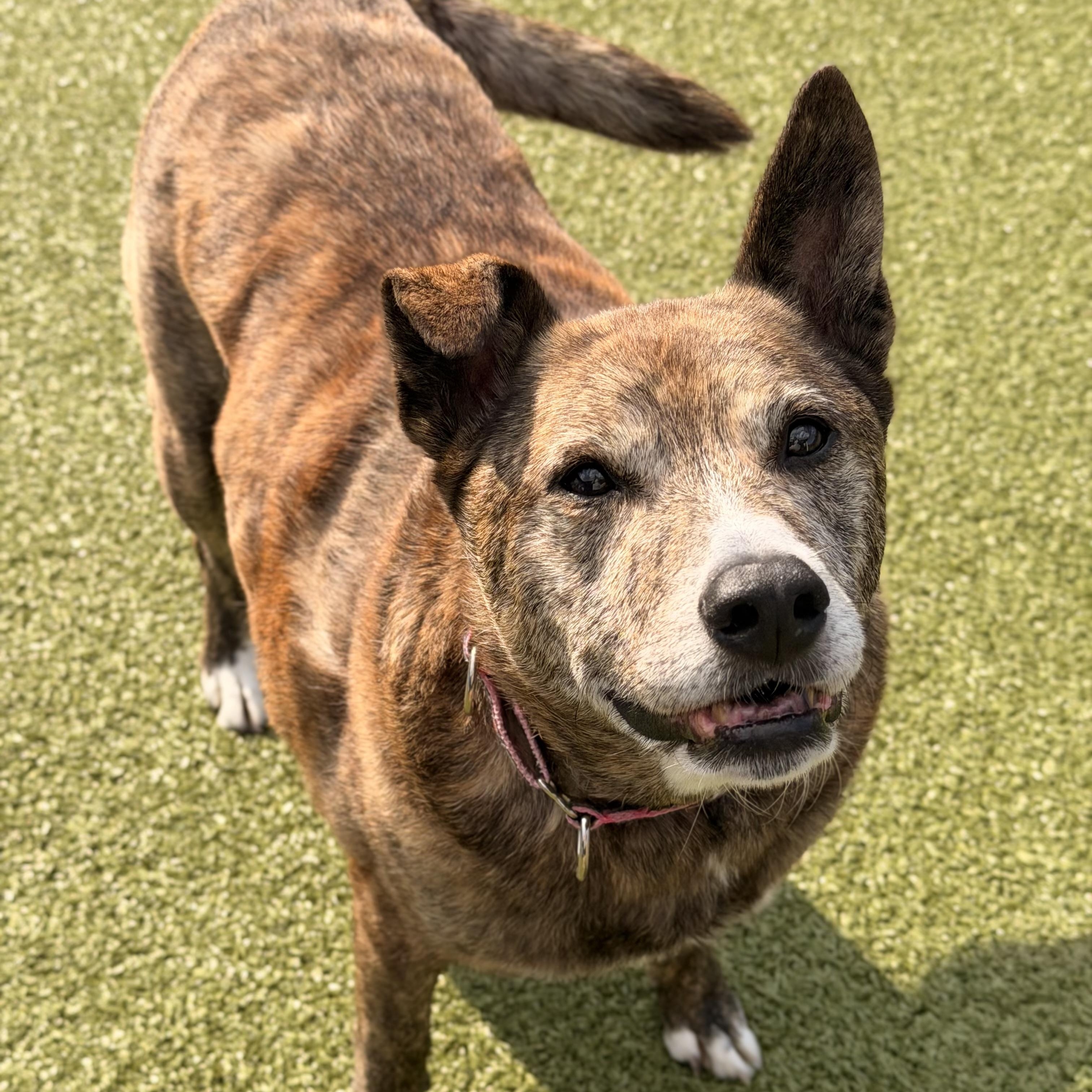 Cindy, Adoptable, Senior Female Cattle Dog.
