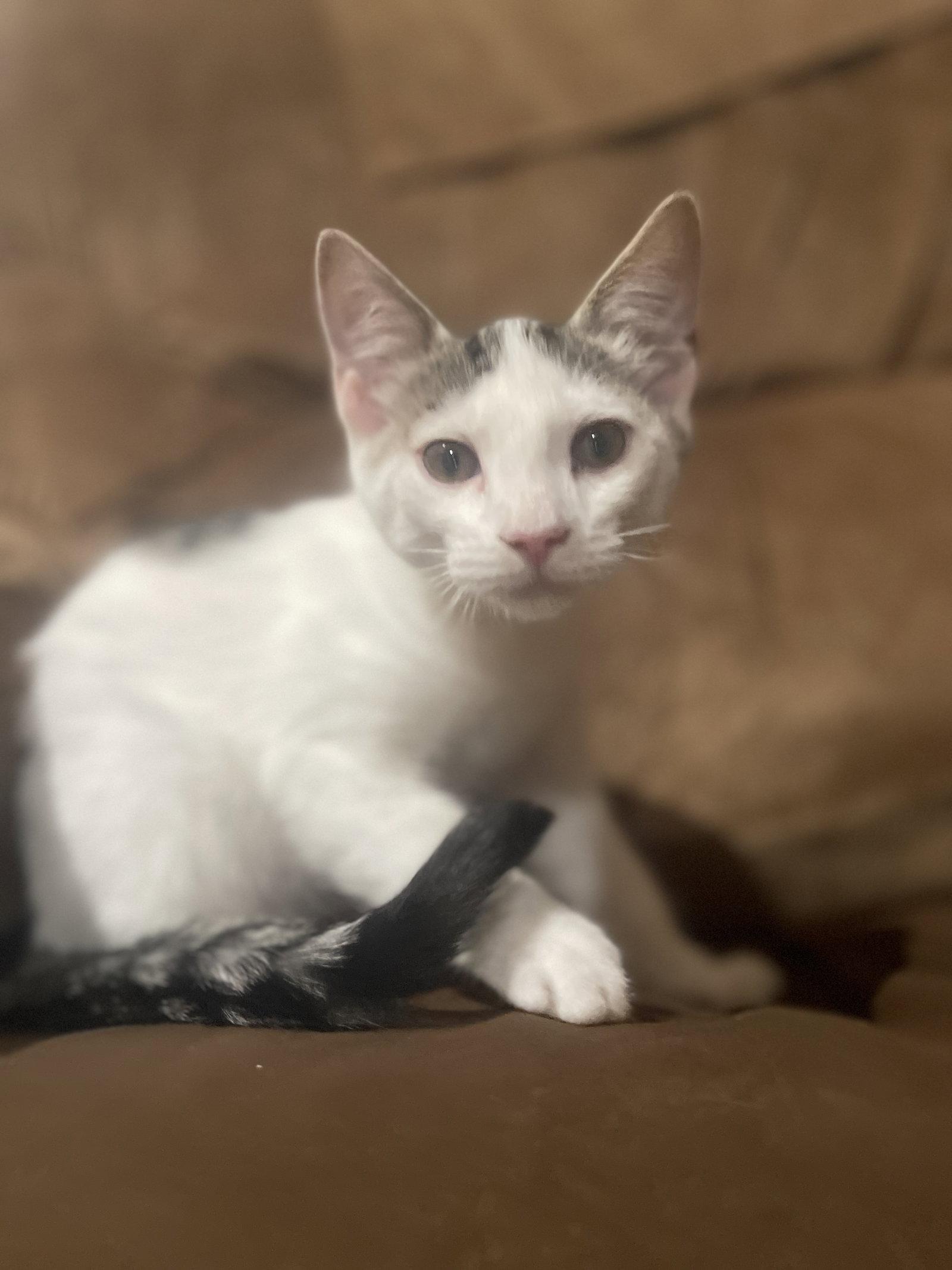 Artie, Adoptable, Kitten Male Domestic Short Hair.