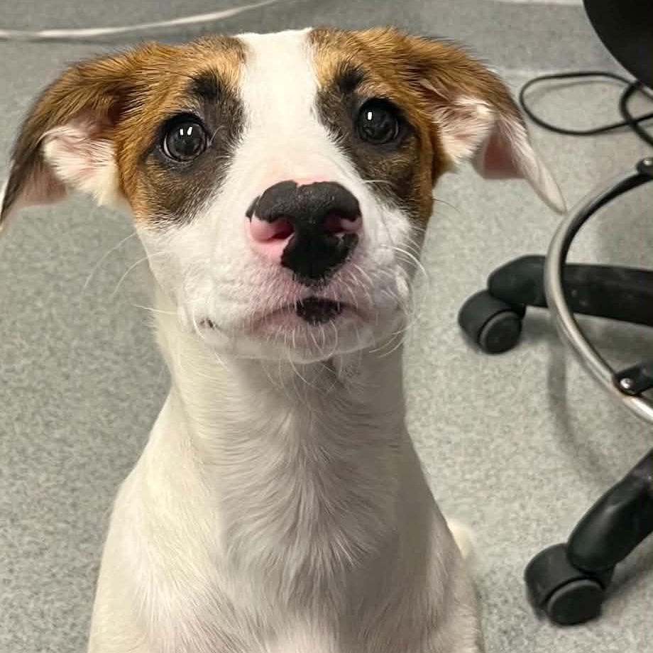 Roxie, adopted, Young Female Mixed Breed.