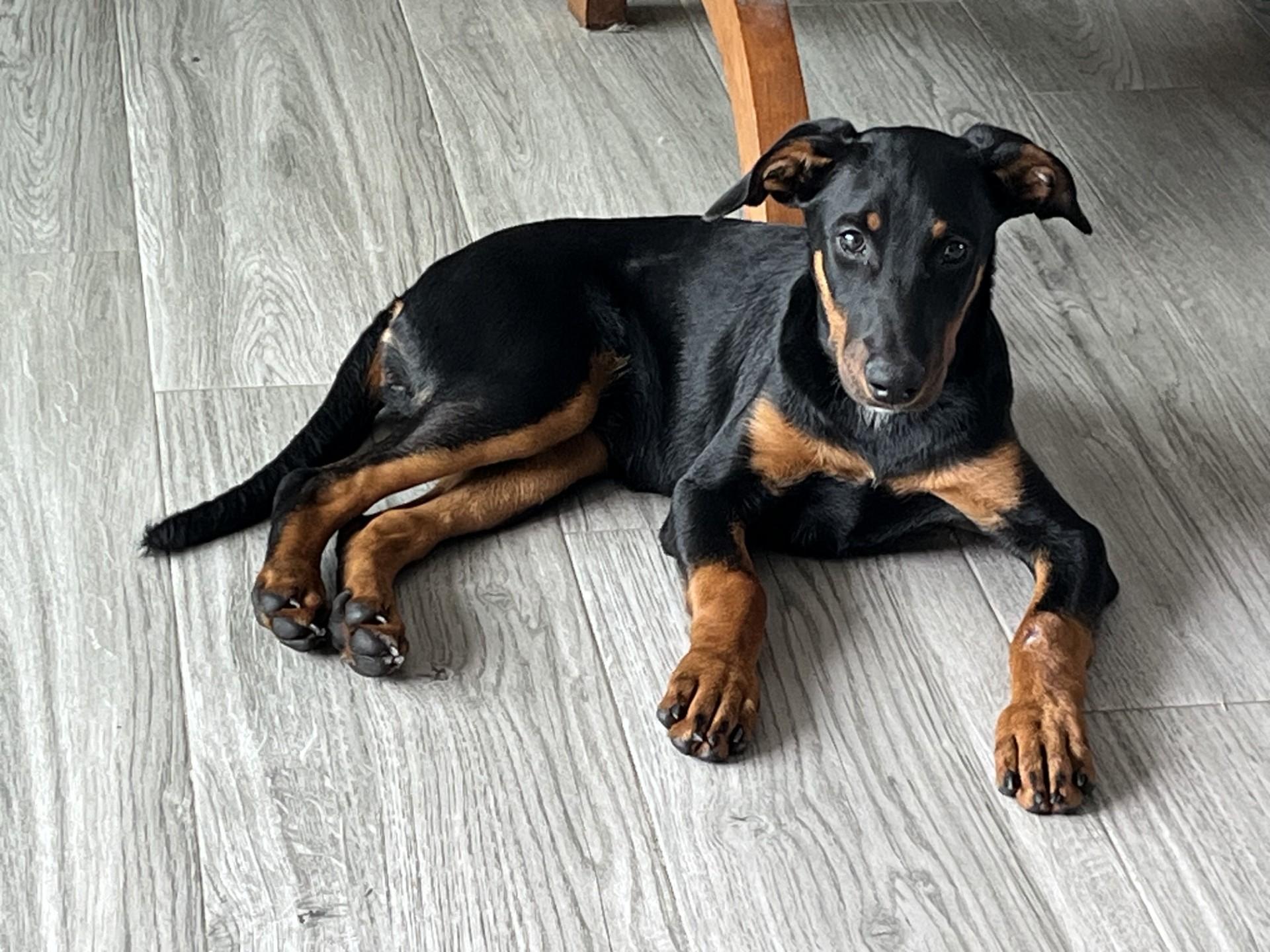 SNICKERS, ADOPTABLE, Young Female Doberman Pinscher.