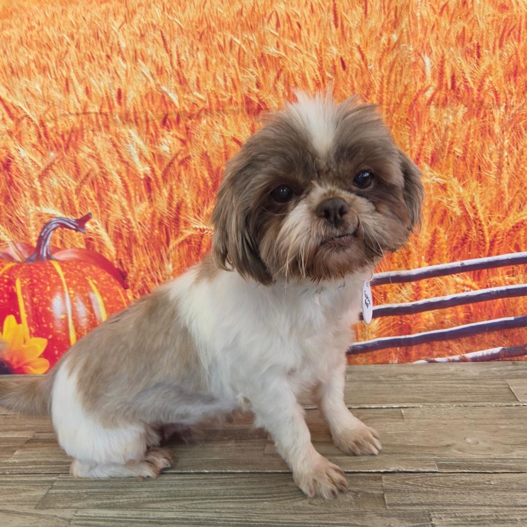Enlarge Tootsie Pop, a Adoptable Shih Tzu in Normal, IL image 1/4