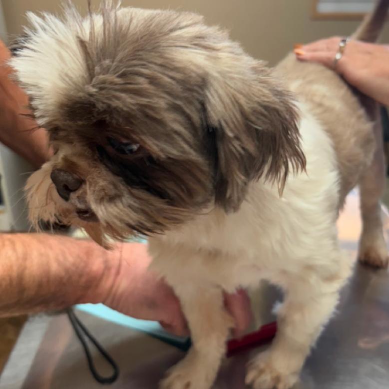 Enlarge Tootsie Pop, a Adoptable Shih Tzu in Normal, IL image 2/4