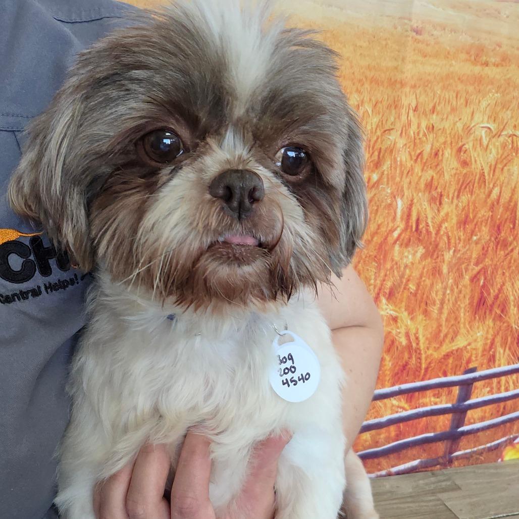 Enlarge Tootsie Pop, a Adoptable Shih Tzu in Normal, IL image 3/4