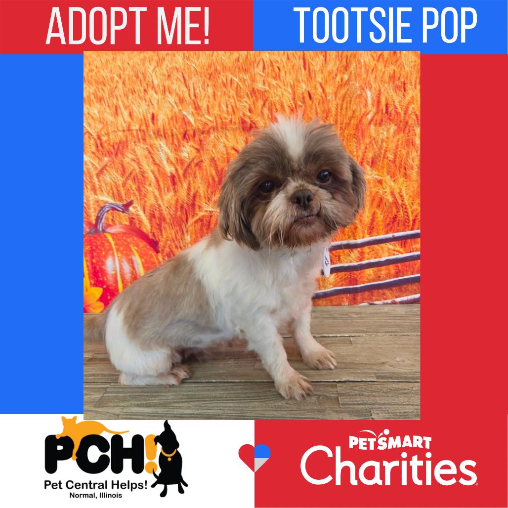 Enlarge Tootsie Pop, a Adoptable Shih Tzu in Normal, IL image 4/4
