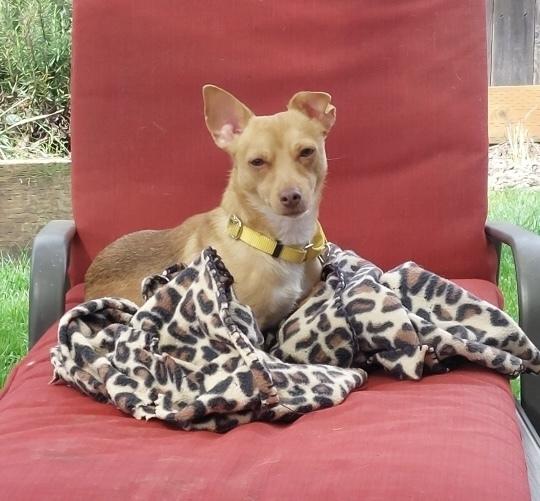 Enlarge Miles, a Adoptable mixed breed in Portland, OR image 2/6