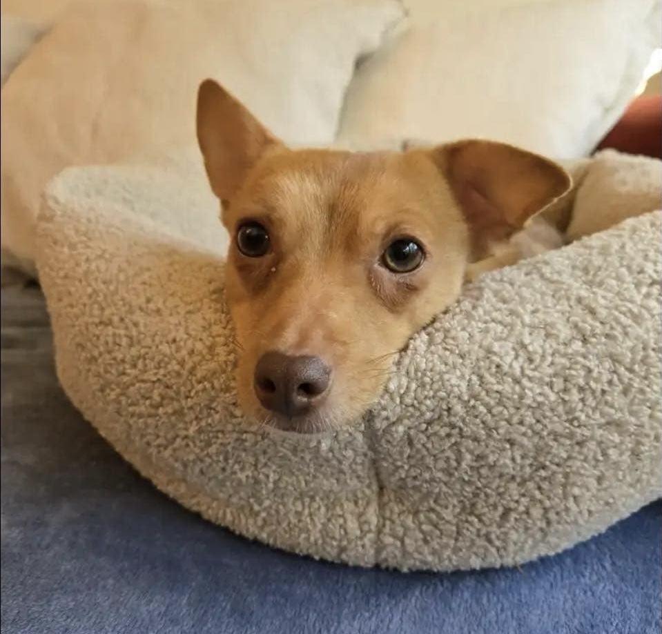 Enlarge Miles, a Adoptable mixed breed in Portland, OR image 3/6