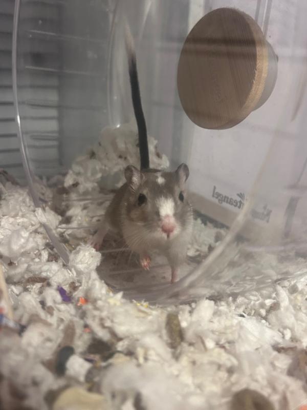 Enlarge Cookie & Oreo, a ADOPTABLE Gerbil in Dedham, MA image 1/4