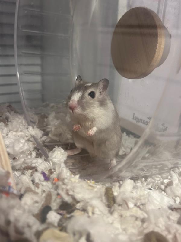 Enlarge Cookie & Oreo, a ADOPTABLE Gerbil in Dedham, MA image 4/4