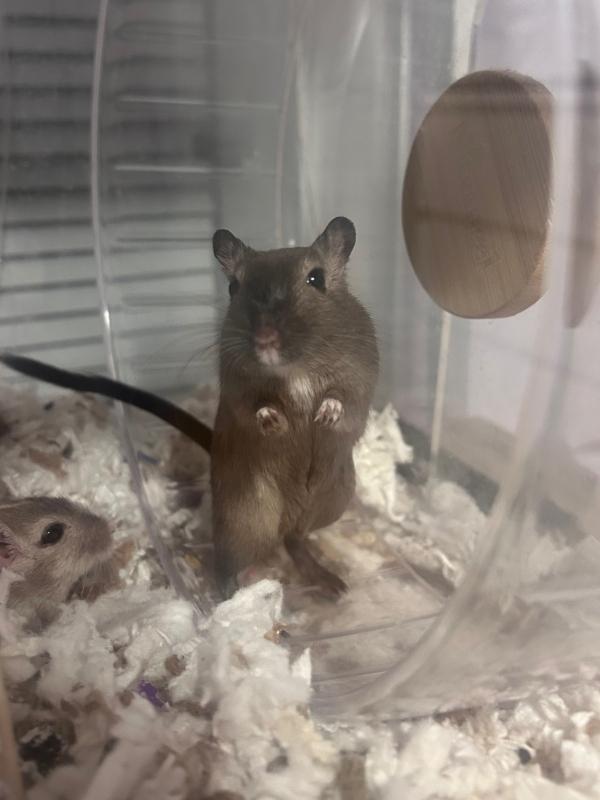Enlarge Cookie & Oreo, a ADOPTABLE Gerbil in Dedham, MA image 2/4