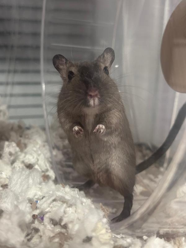 Enlarge Cookie & Oreo, a ADOPTABLE Gerbil in Dedham, MA image 3/4