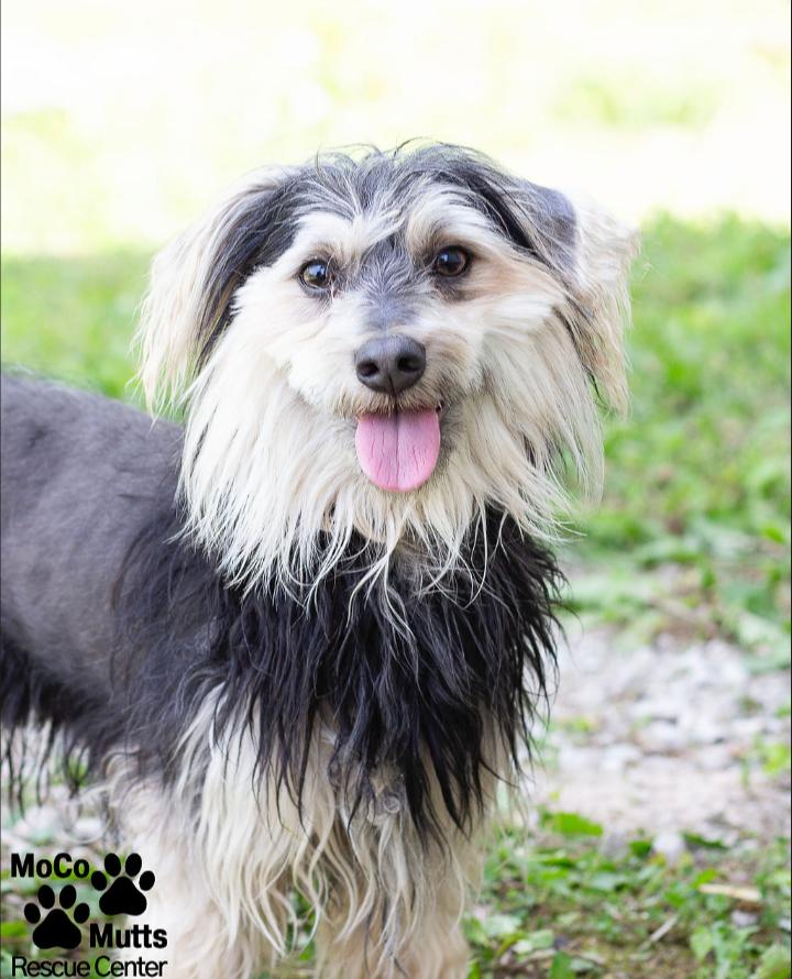 Ranger, ADOPTABLE, Adult Male Yorkshire Terrier.