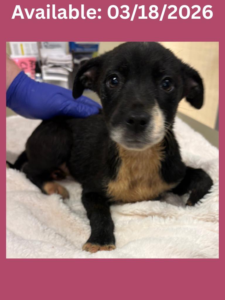 Enlarge Dog Kennel #15, a Adoptable mixed breed in Greenville, TX image 1/1