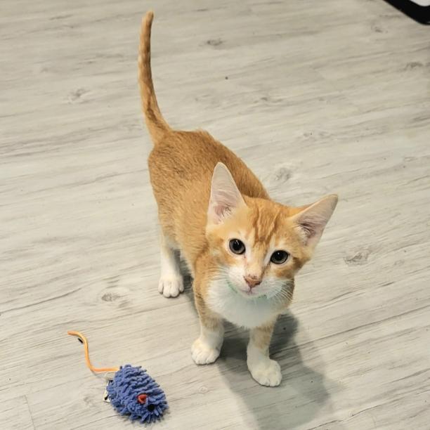 Enlarge Forrest, an adopted Domestic Short Hair in Aiea, HI image 1/4